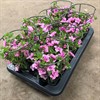 MILLION BELLS 12 CM PINK PURPLE EYE DUBBEL
